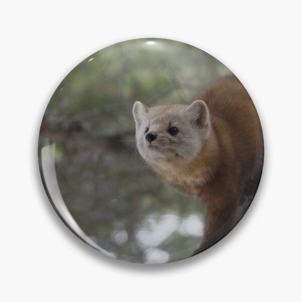 Item preview, American Pine Marten designed and sold by rodmacpherson.