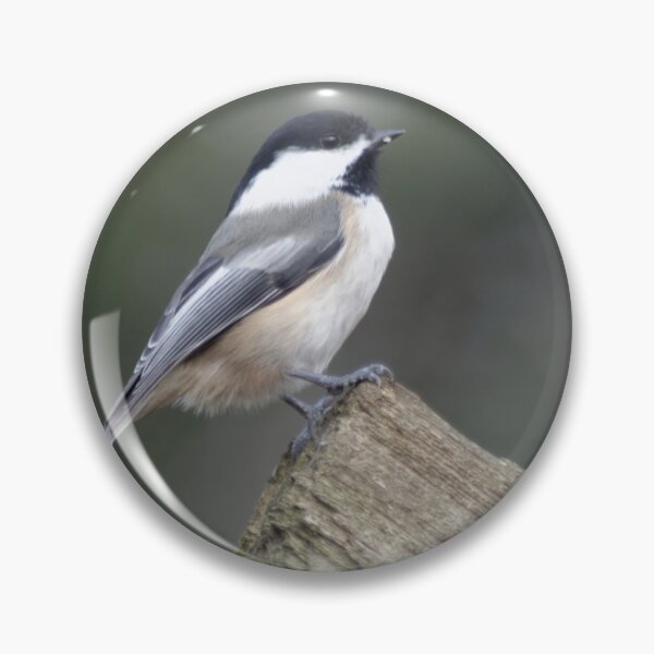 Item preview, Black-capped Chickadee on a fence rail designed and sold by rodmacpherson.