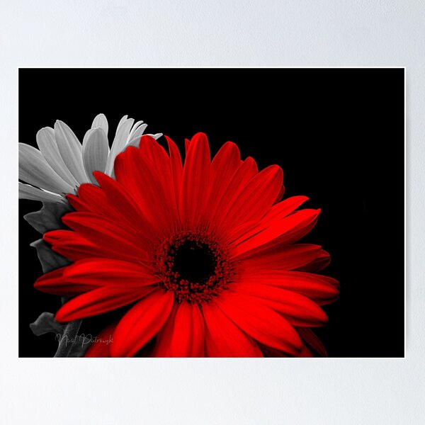 Item preview, Red Flower Daisy Modern Cottage Chic Modern Country Art A740 designed and sold by byNicol.