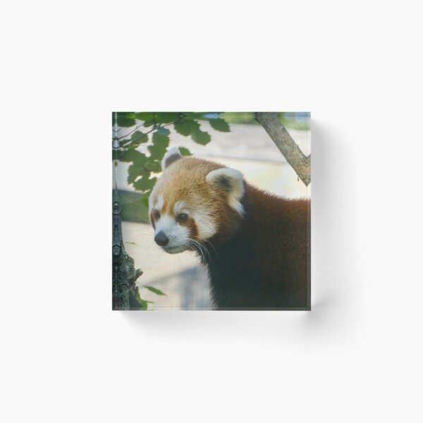 Item preview, Red Panda designed and sold by EmilyCBowdenArt.