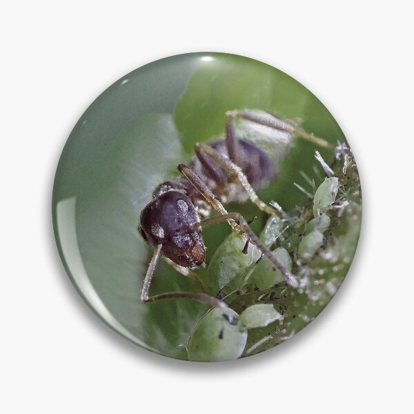 Item preview, New Finition 2020 r1533/  ants- fourmis 1  (c) (t) by Olao-Olavia / Okaio Créations  by fz 1000 2015 designed and sold by o.okaïo.