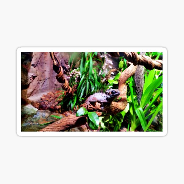 Wachulookinat Sticker