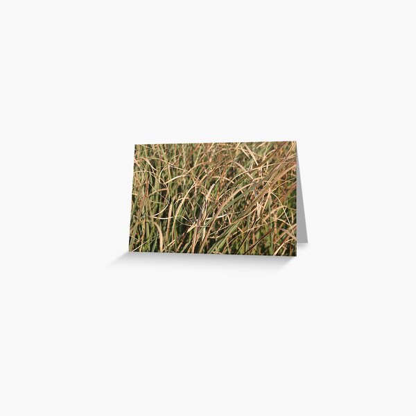 Herbal Still Life - Grassland Greeting Card
