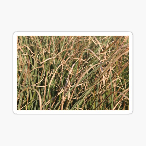 Herbal Still Life - Grassland Sticker
