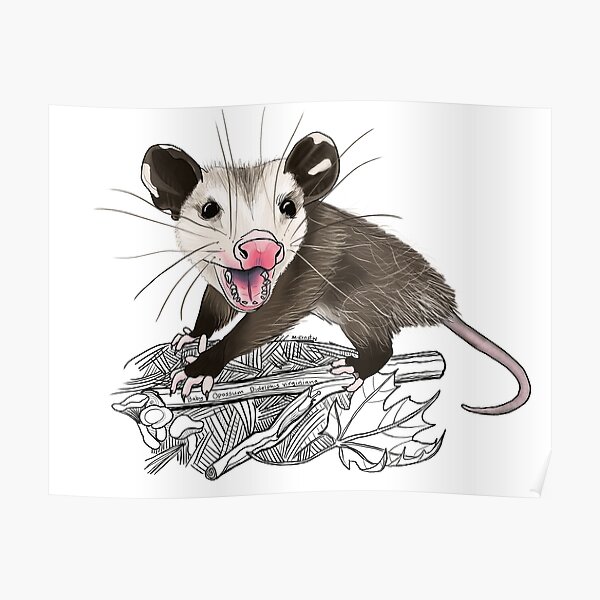 Poster Possum Opossum Par Deleas Redbubble