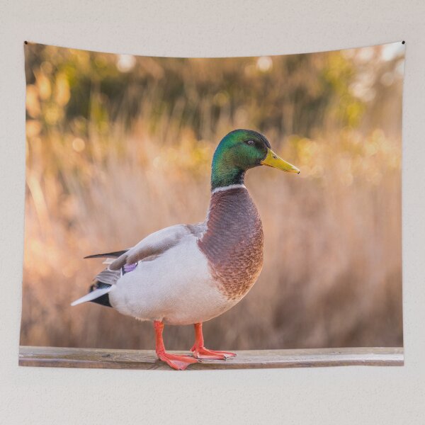 Item preview, Mallard Duck designed and sold by kayodeDesign.