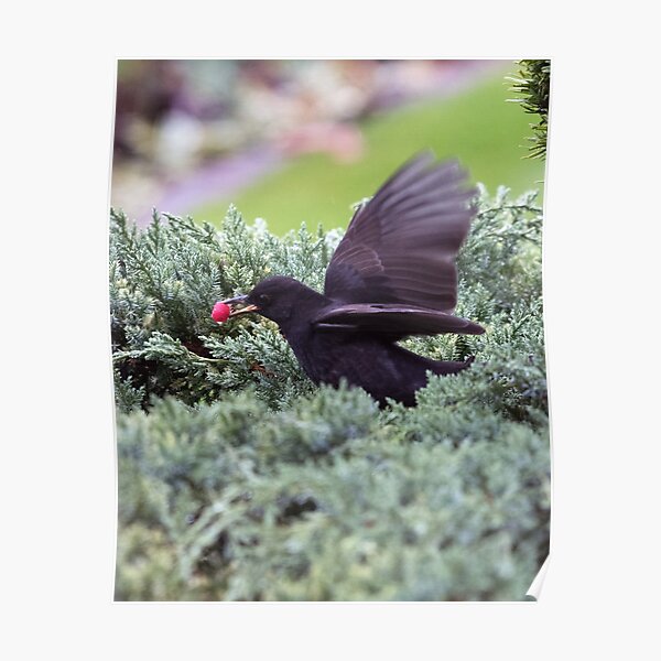 Blackbird with Yew Berry Poster
