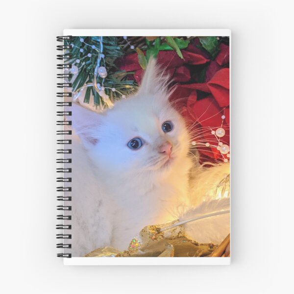 Item preview, Maine coon ragdoll kitten designed and sold by Fluffycat2020.