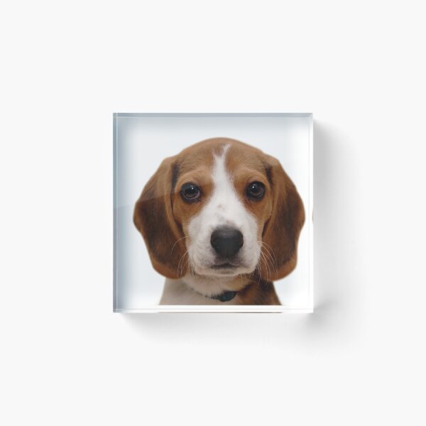 Item preview, Beagle dog portrait dogs pet pets puppy art cute Beagles  designed and sold by Coolstuff4you71.