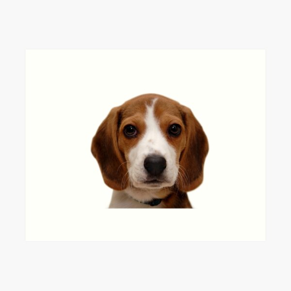 Item preview, Beagle dog portrait dogs pet pets puppy art cute Beagles  designed and sold by Coolstuff4you71.