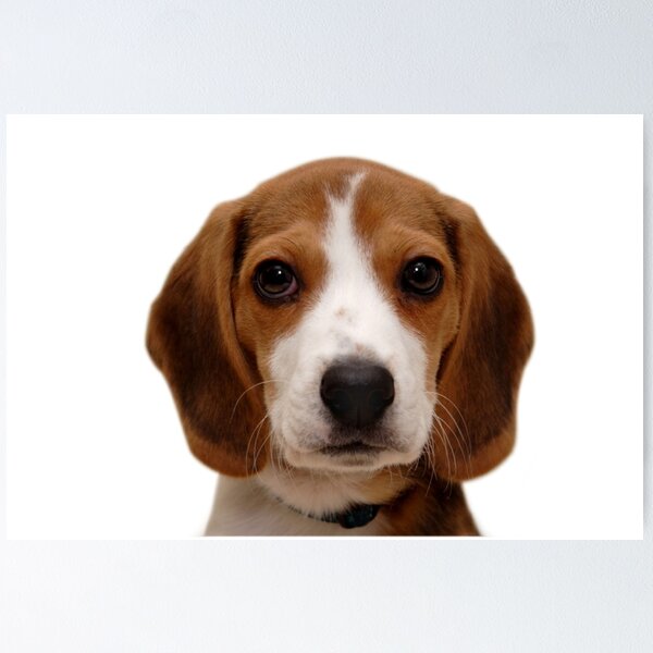 Item preview, Beagle dog portrait dogs pet pets puppy art cute Beagles  designed and sold by Coolstuff4you71.