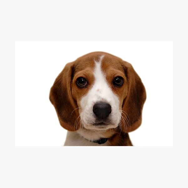 Item preview, Beagle dog portrait dogs pet pets puppy art cute Beagles  designed and sold by Coolstuff4you71.