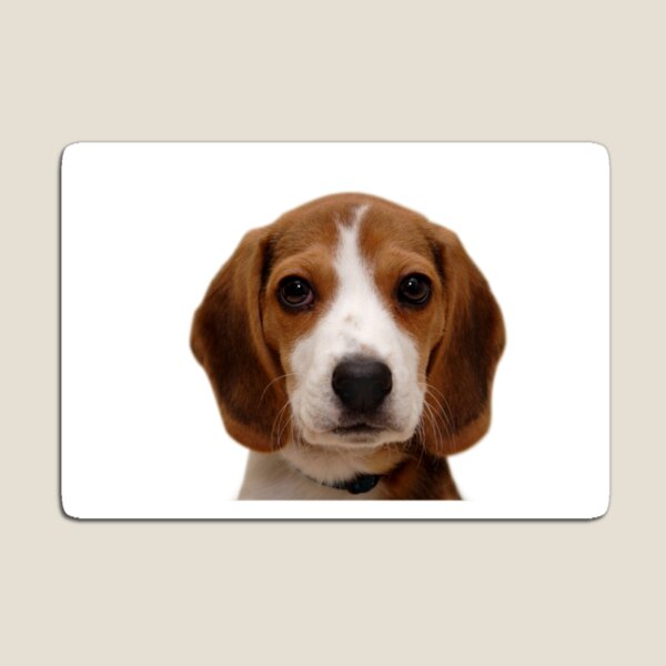 Item preview, Beagle dog portrait dogs pet pets puppy art cute Beagles  designed and sold by Coolstuff4you71.