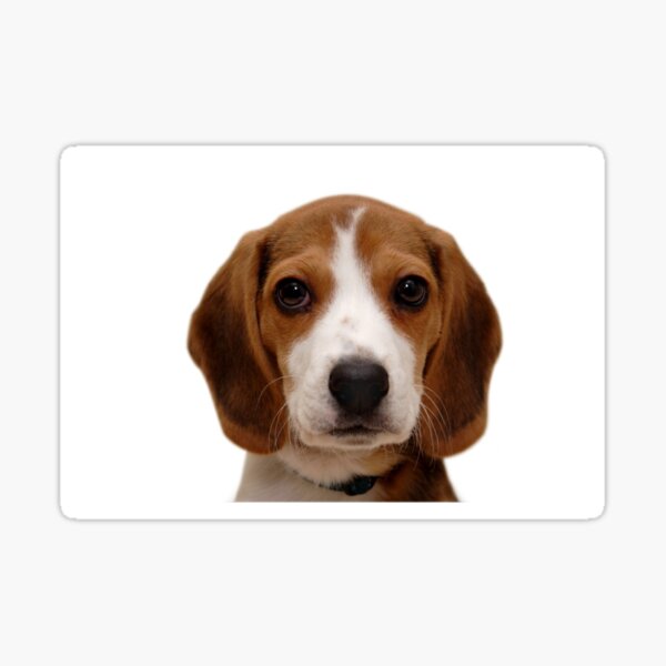 Item preview, Beagle dog portrait dogs pet pets puppy art cute Beagles  designed and sold by Coolstuff4you71.