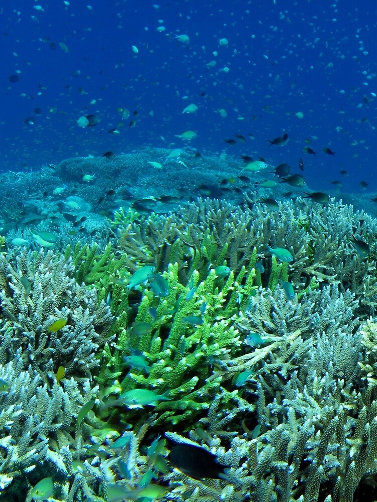Reef Flat at Saru Namu-Namu Island. by neoniphon