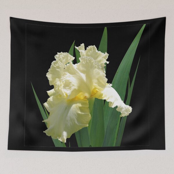 Item preview, Spotlight on 'Elegant Impressions' bearded iris designed and sold by rvjames.