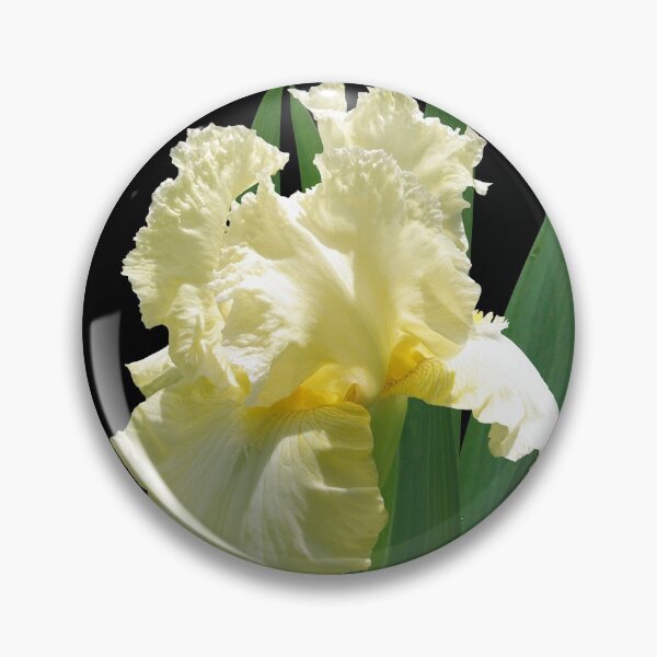 Item preview, Spotlight on 'Elegant Impressions' bearded iris designed and sold by rvjames.