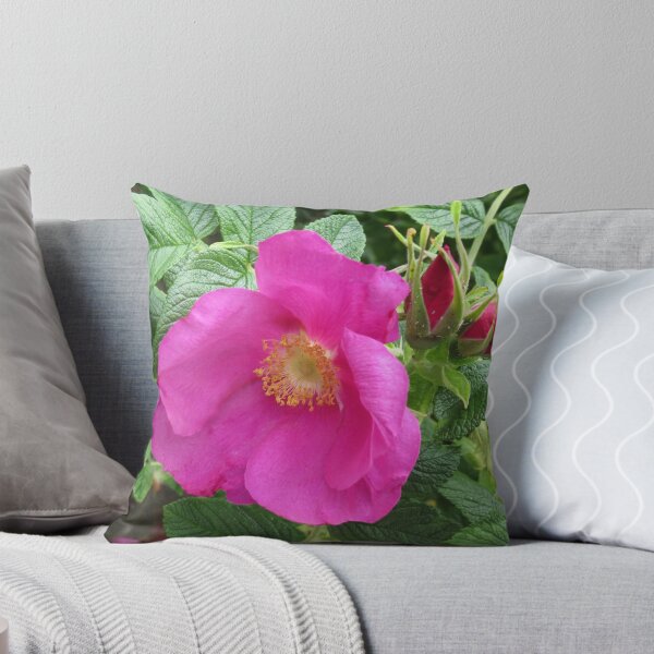 Artikelvorschau, Sanft und sanft - Rosa Wildrose mit Knospen entworfen und verkauft von Kathryn Jones.