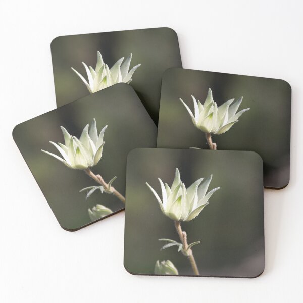Item preview, Slowly Opening ~ Actinotus helianthi (Flannel Flower) designed and sold by Robert Elliott.