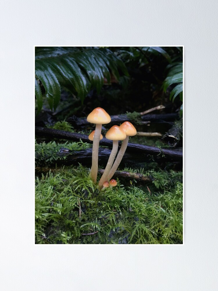 Mossy Mushroom - Live Moss
