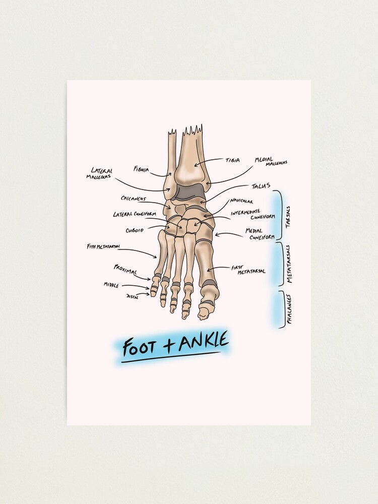 Joints of the pectoral girdle  Poster for Sale by faolansforge