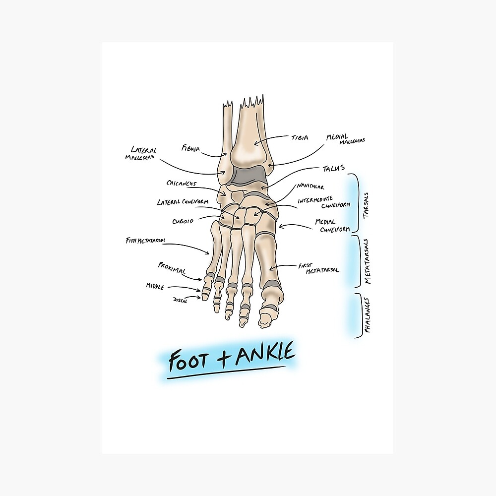 Boney Anatomy of the foot and ankle  Poster