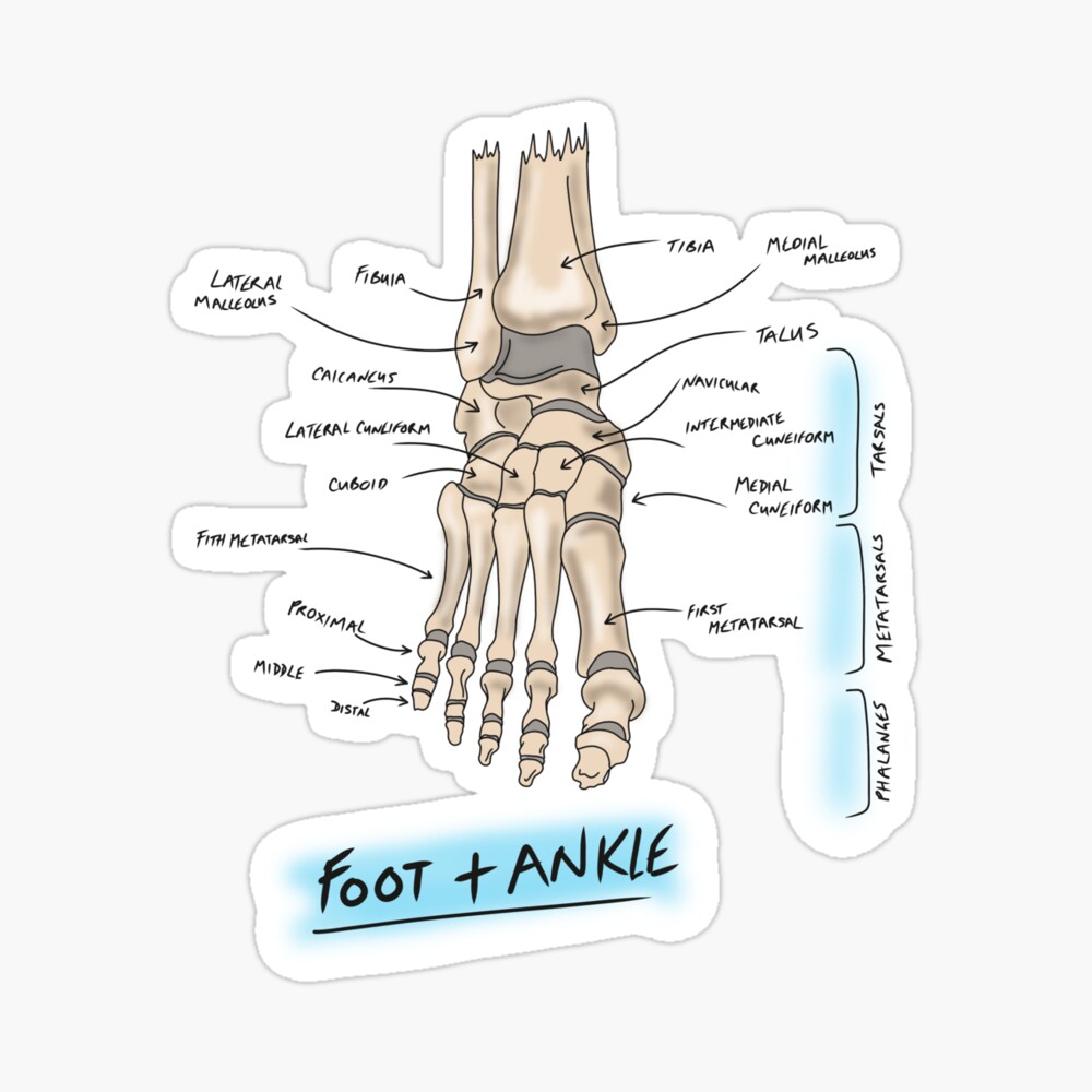 Boney Anatomy of the foot and ankle  Poster