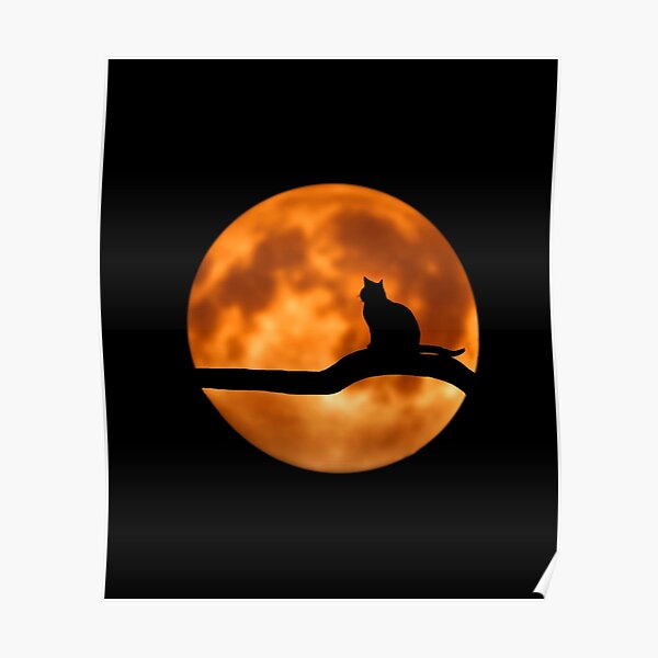 Chat Nuit Posters Redbubble