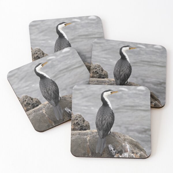 Artikelvorschau, Little Pied Cormorant ~ .... Ich war schon mal hier .... entworfen und verkauft von Robert Elliott.