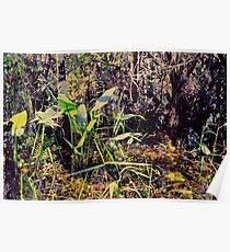 Nature's Garden Poster
