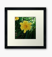 Daffodils Framed Print