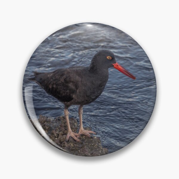 Item preview, Black Oystercatcher designed and sold by Ian Christopher.