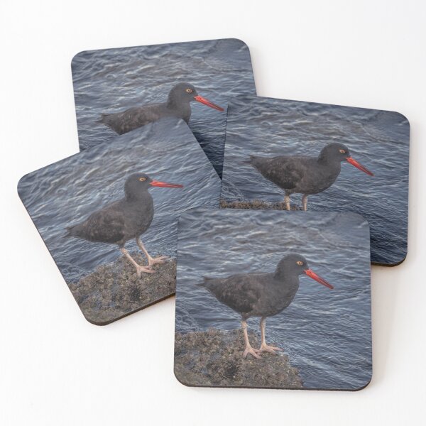 Item preview, Black Oystercatcher designed and sold by Ian Christopher.