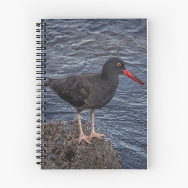 Item preview, Black Oystercatcher designed and sold by Ian Christopher.