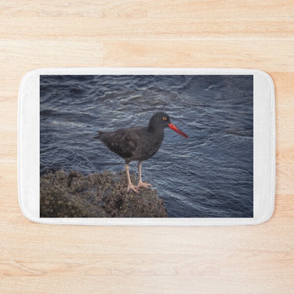 Item preview, Black Oystercatcher designed and sold by Ian Christopher.