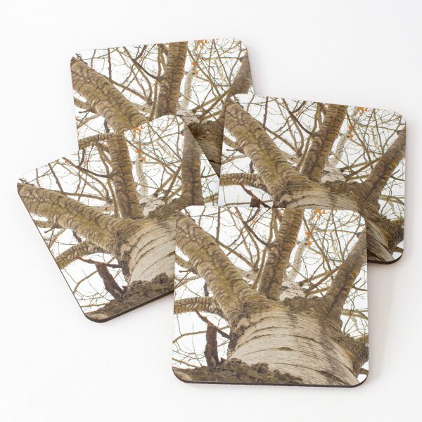 Item preview, White Poplar From The Ground Up designed and sold by stephenralph.
