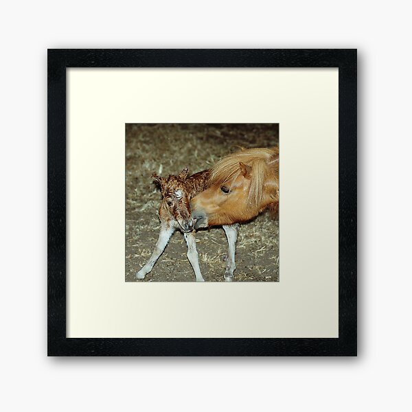 Item preview, Mare with New Born Foal designed and sold by Jenny Brice.