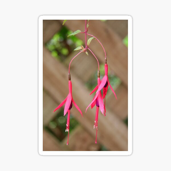 Item preview, Small Pink Fuschia designed and sold by Jenny Brice.