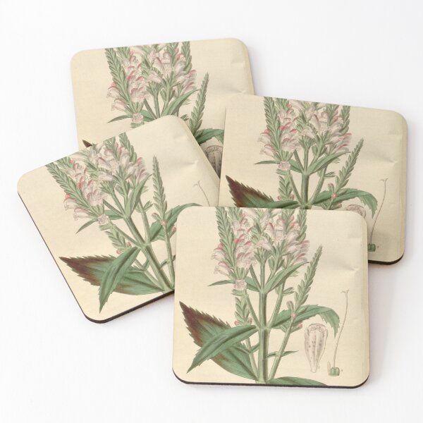 Item preview, Curtis's botanical magazine (Plate 3386) (8616570944) designed and sold by EsotericBotanic.