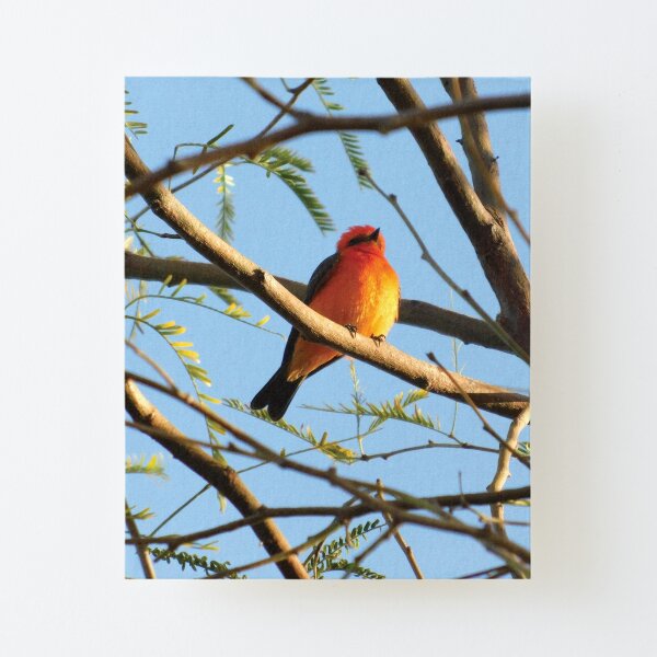 Vermilion Flycatcher - Bright Red Bird Canvas Mounted Print