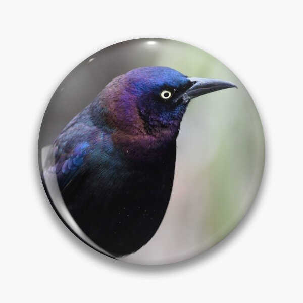 Item preview, Common Grackle on a Post designed and sold by richardbryce.