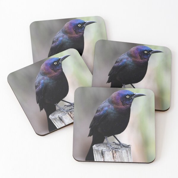 Item preview, Common Grackle on a Post designed and sold by richardbryce.