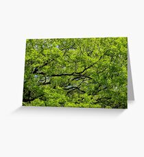 Trees Greeting Card