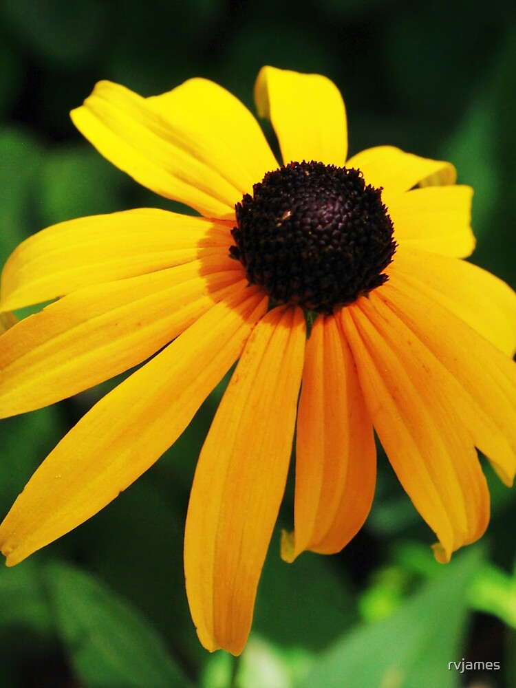 Golden glow of a black-eyed Susan A-Line Dress