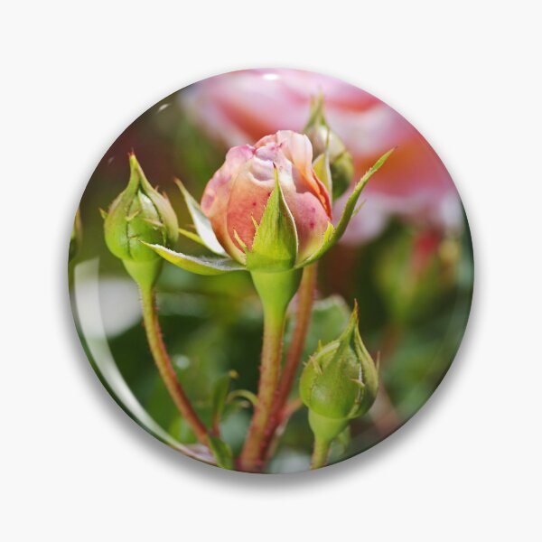 Item preview, Abraham Darby Has Four Rose Buds  designed and sold by Joy Watson - Natural Light Photography .