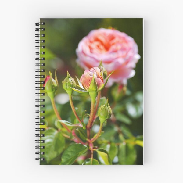 Item preview, Abraham Darby Has Four Rose Buds  designed and sold by Joy Watson - Natural Light Photography .