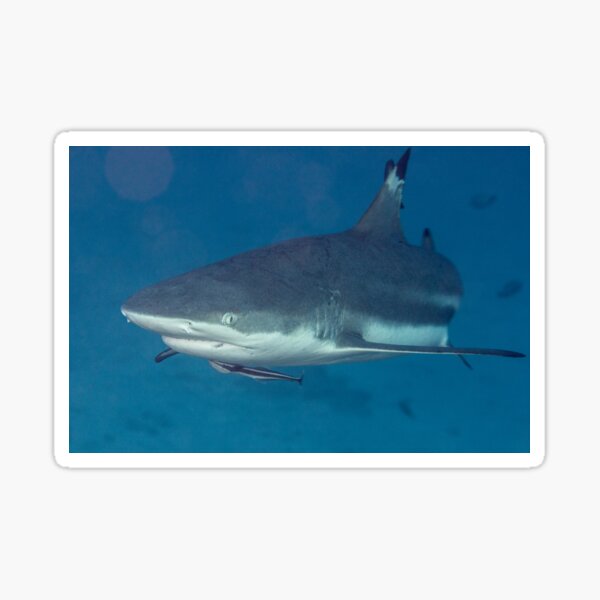 Blacktip Reef Shark Sticker