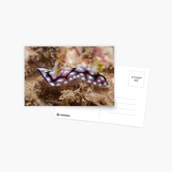 Chromodoris geometrica, Kapalai, Sabah, Malaysia Postcard