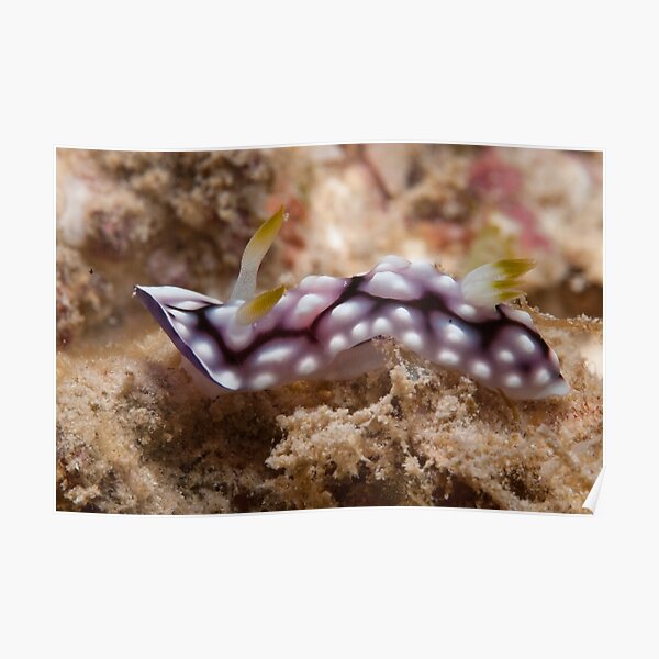Chromodoris geometrica, Kapalai, Sabah, Malaysia Poster