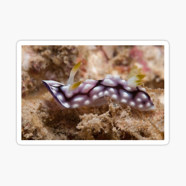 Chromodoris geometrica, Kapalai, Sabah, Malaysia Sticker